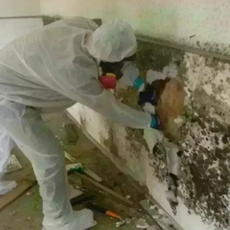 Mold Remediation and Removal in Yonkers, NY